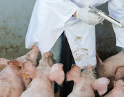 Antibioticareductie; het succesverhaal van de Nederlandse veehouderij