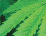 ‘Highs and lows’ van medicinale cannabis